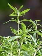 savory, some herbs and weeds are a sign of high soil quality
