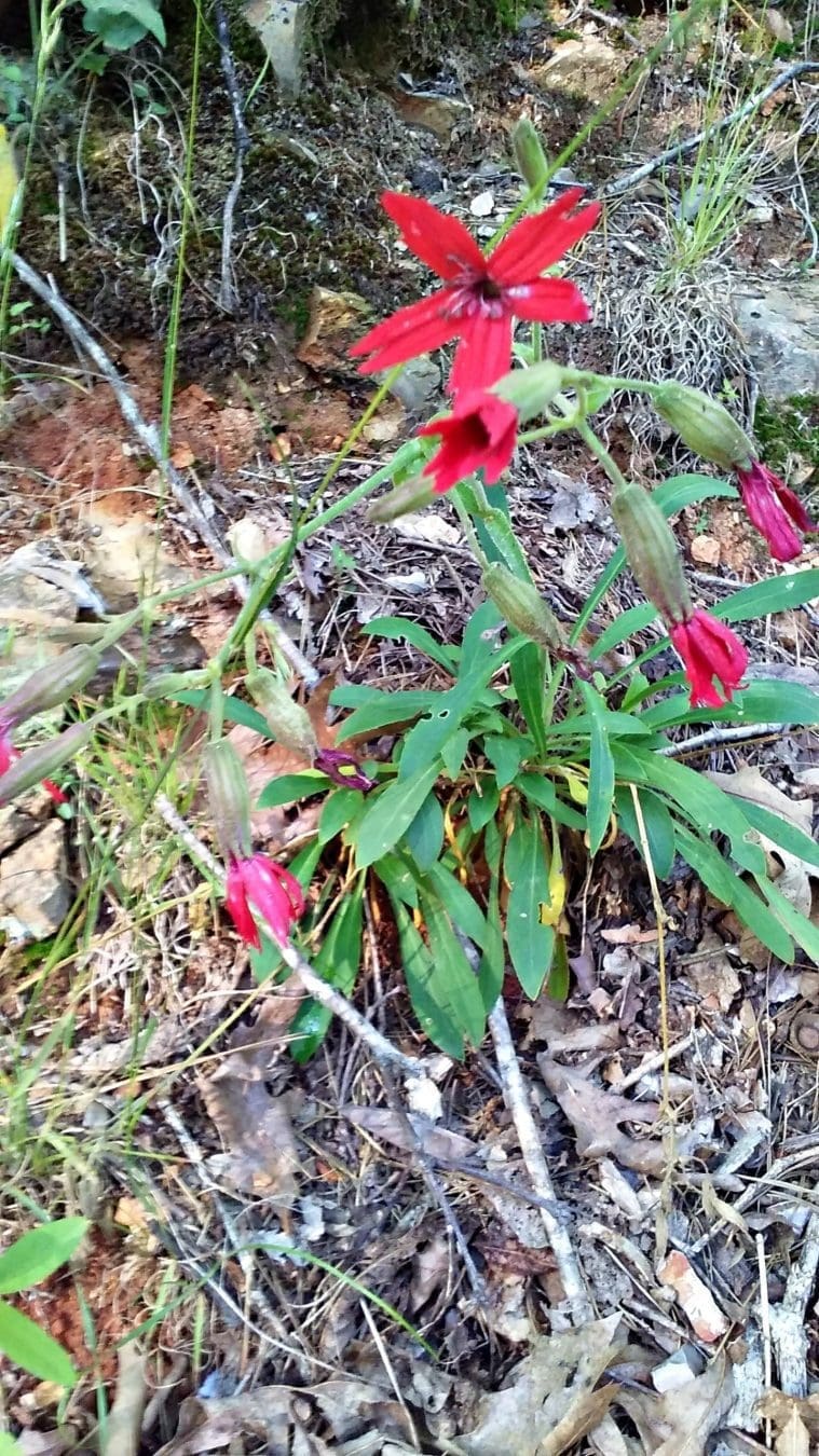 scarlet catchfly, native plants