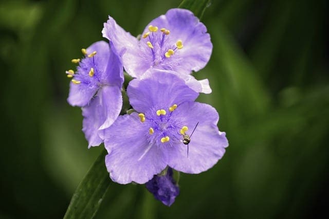 Virginiana Spiderwort