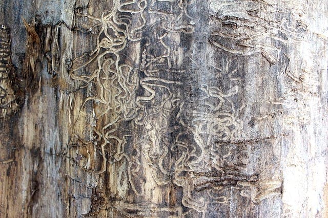 termite damage