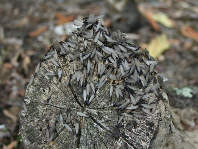 termites