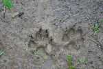 dog prints in mud