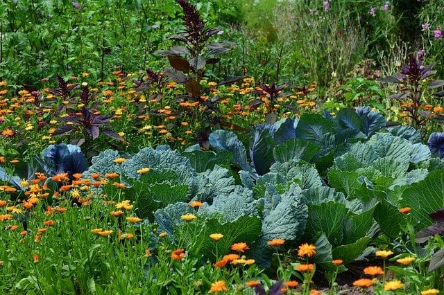 flowers and vegetables growing together in a companion garden