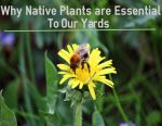 Native plant essentials