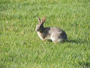 wild rabbit