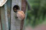 webworm prevention, natural predators