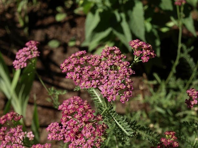 yarrow