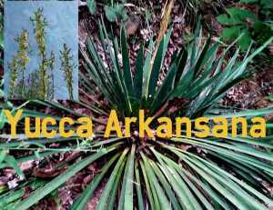 native plants
