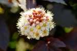 ninebark native shrub