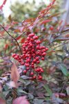 native Serviceberry bush