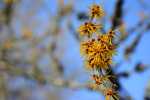 witch hazel, shrub, native shrubs