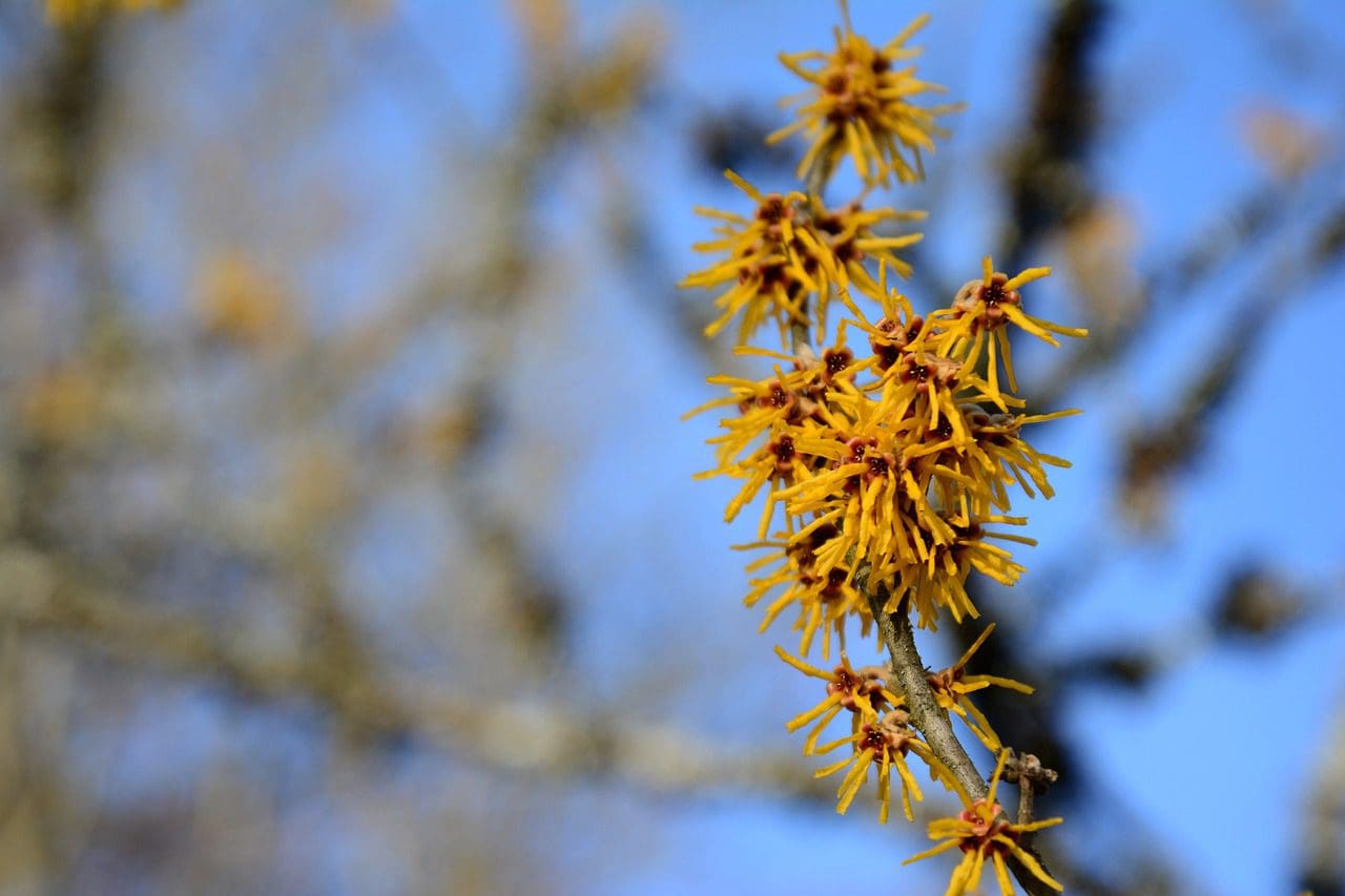 witch hazel, shrub, ornamental shrub-7016143.jpg