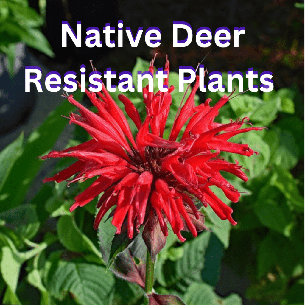 the words Native Deer Resistant Plants overlaying a picture of red Bee Balm, native plant landscaping services