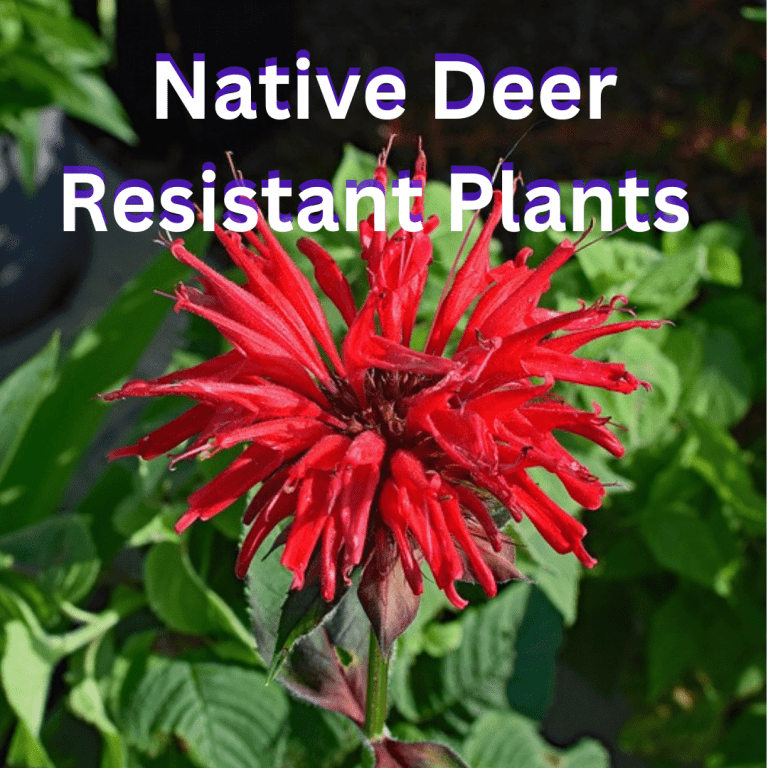 the words Native Deer Resistant Plants overlaying a picture of red Bee Balm, native plant landscaping services