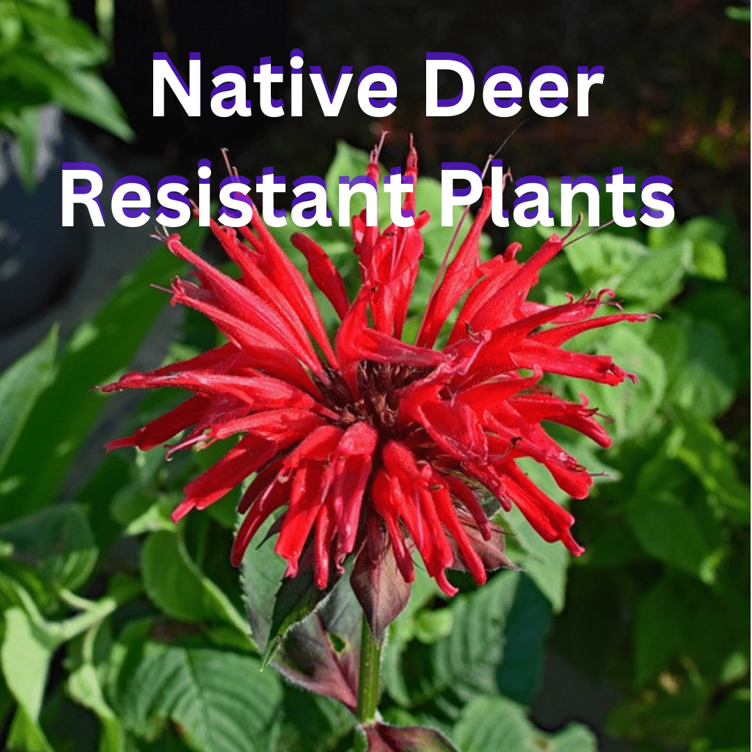 Native Deer Resistant Plants Of Northwest Arkansas
