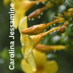 Carolina Jessamine yellow flower blooms