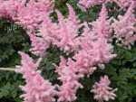 spikey native Astilbe is deer resistant 