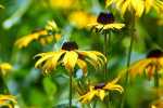 yellow Black Eyed Susan Flower