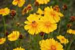 yellow Threadleaf Coreopsis