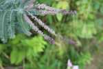 purple flowered leadplant