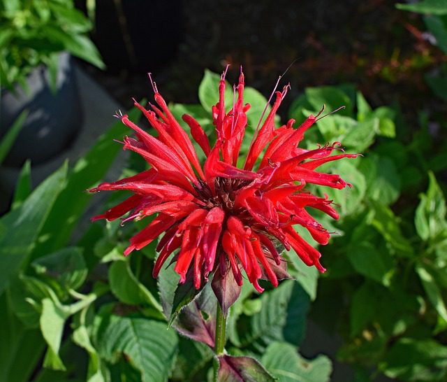 red bee balm flower with overlaying words "native deer resistant plants 