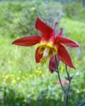 Missouri native plant, wild red columbine is deer resistant 