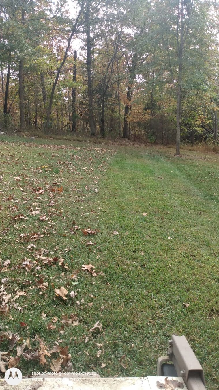 Leaves being mulched into the lawn with a mower.