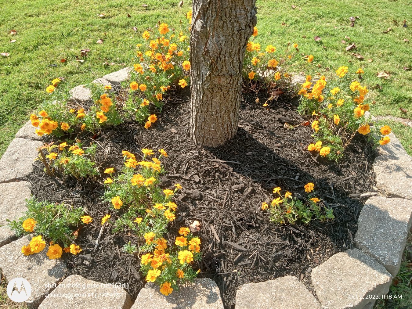 Block tree ring garden bed with mulch and yellow flowers