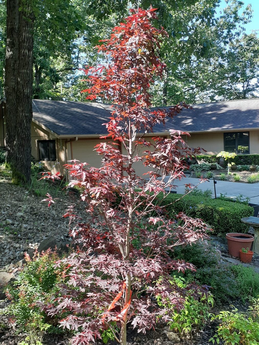 non native Japanese Maple Trees are best planted in fall