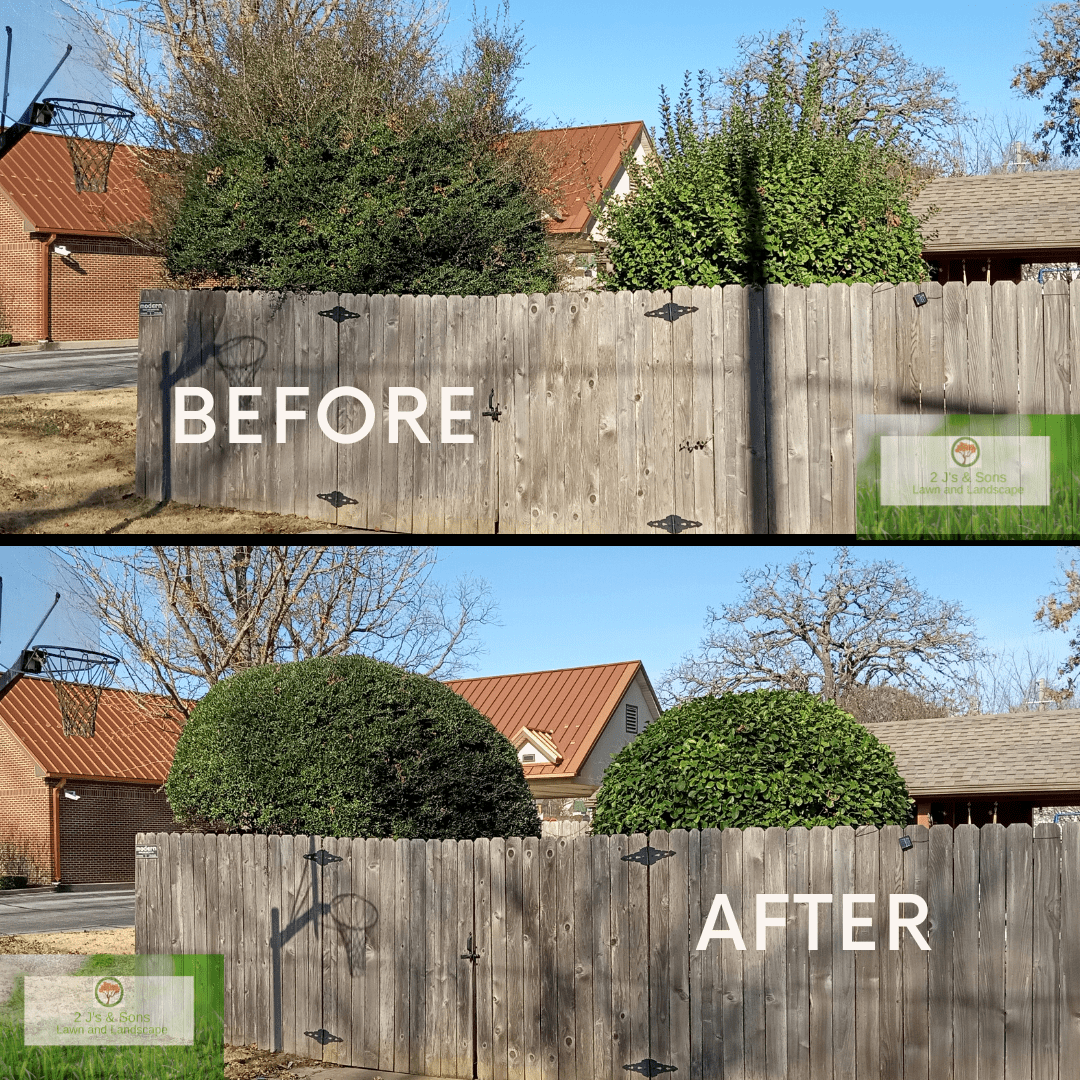 Before and After Fall Shrub Trim