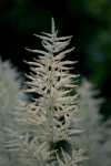 Goat's Beard native Northwest Arkansas deer resistant flower