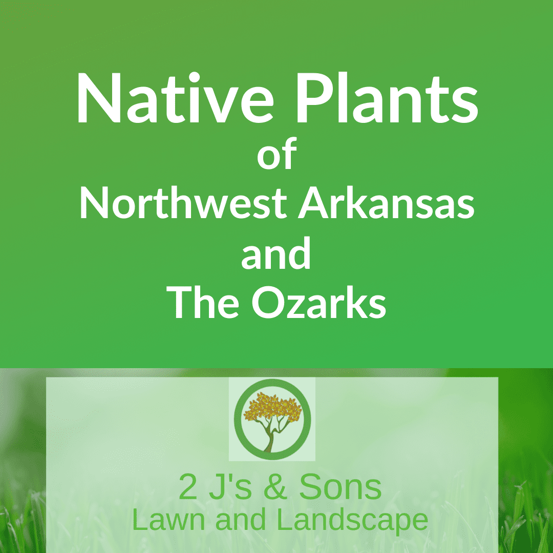 2 J's & Sons Lawn and Landscape top Native Plants for Northwest Arkansas and The Ozarks picks